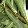 SpeciesSub: subsp. mauritanica